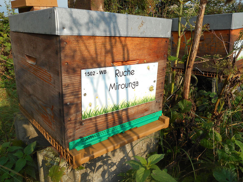 La ruche Mirounga