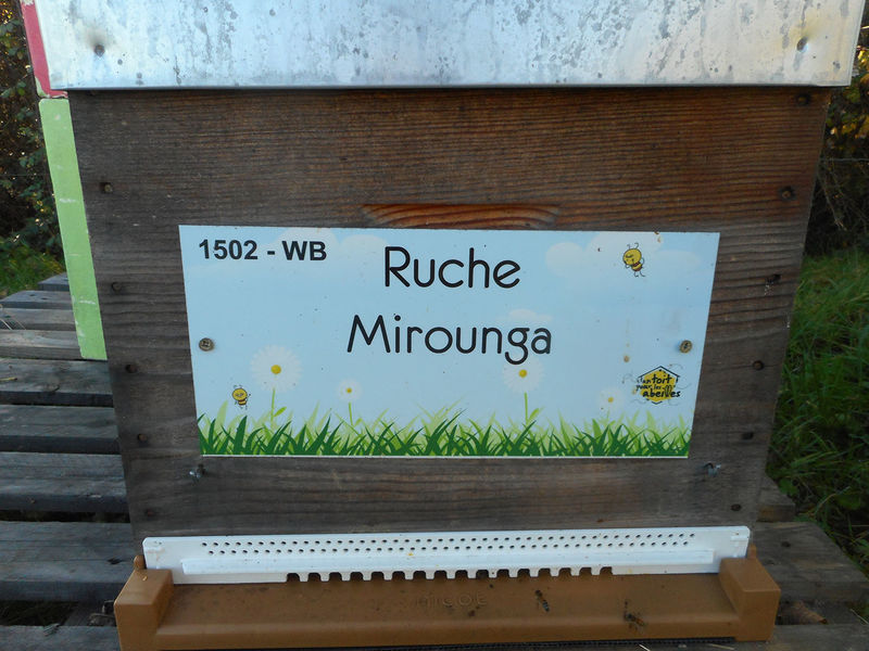 La ruche Mirounga