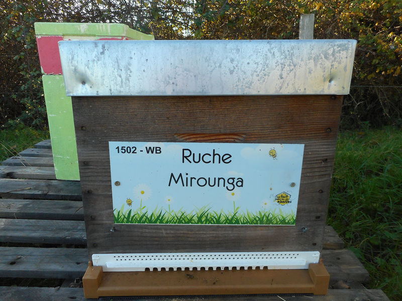 La ruche Mirounga