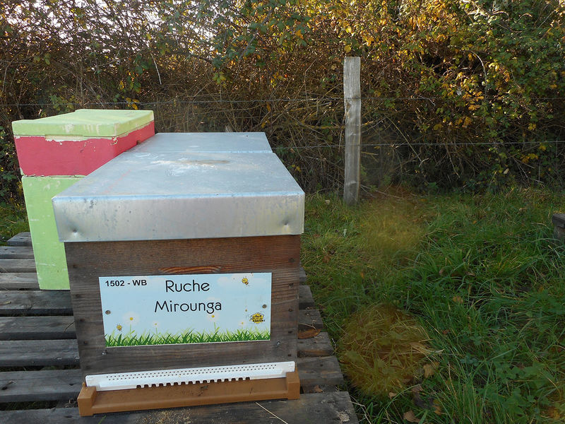 La ruche Mirounga