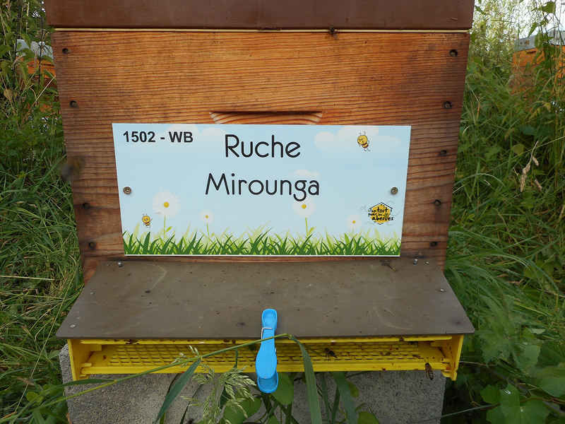 La ruche Mirounga
