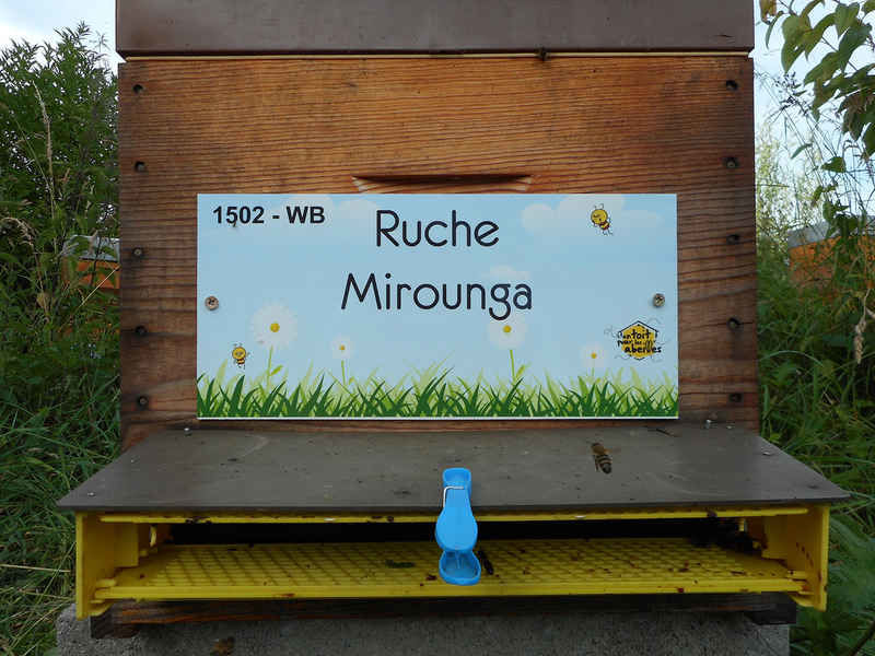 La ruche Mirounga