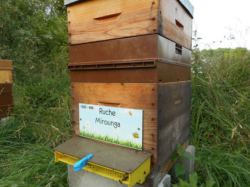 La ruche Mirounga