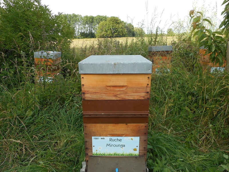La ruche Mirounga