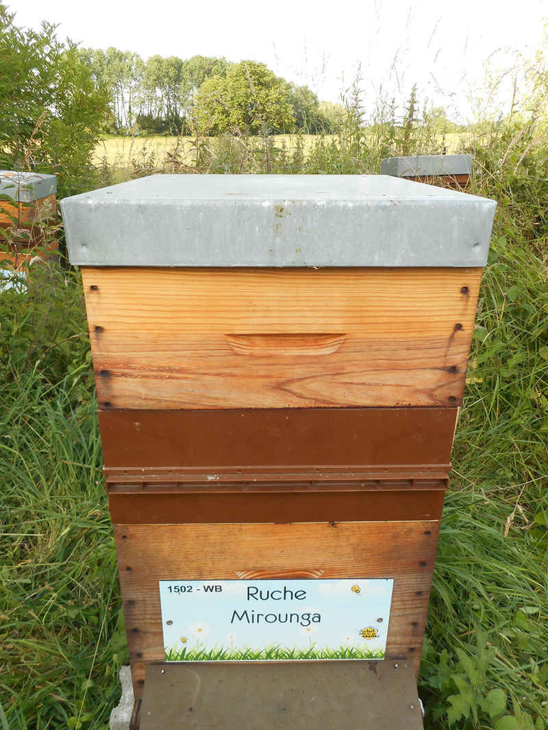 La ruche Mirounga