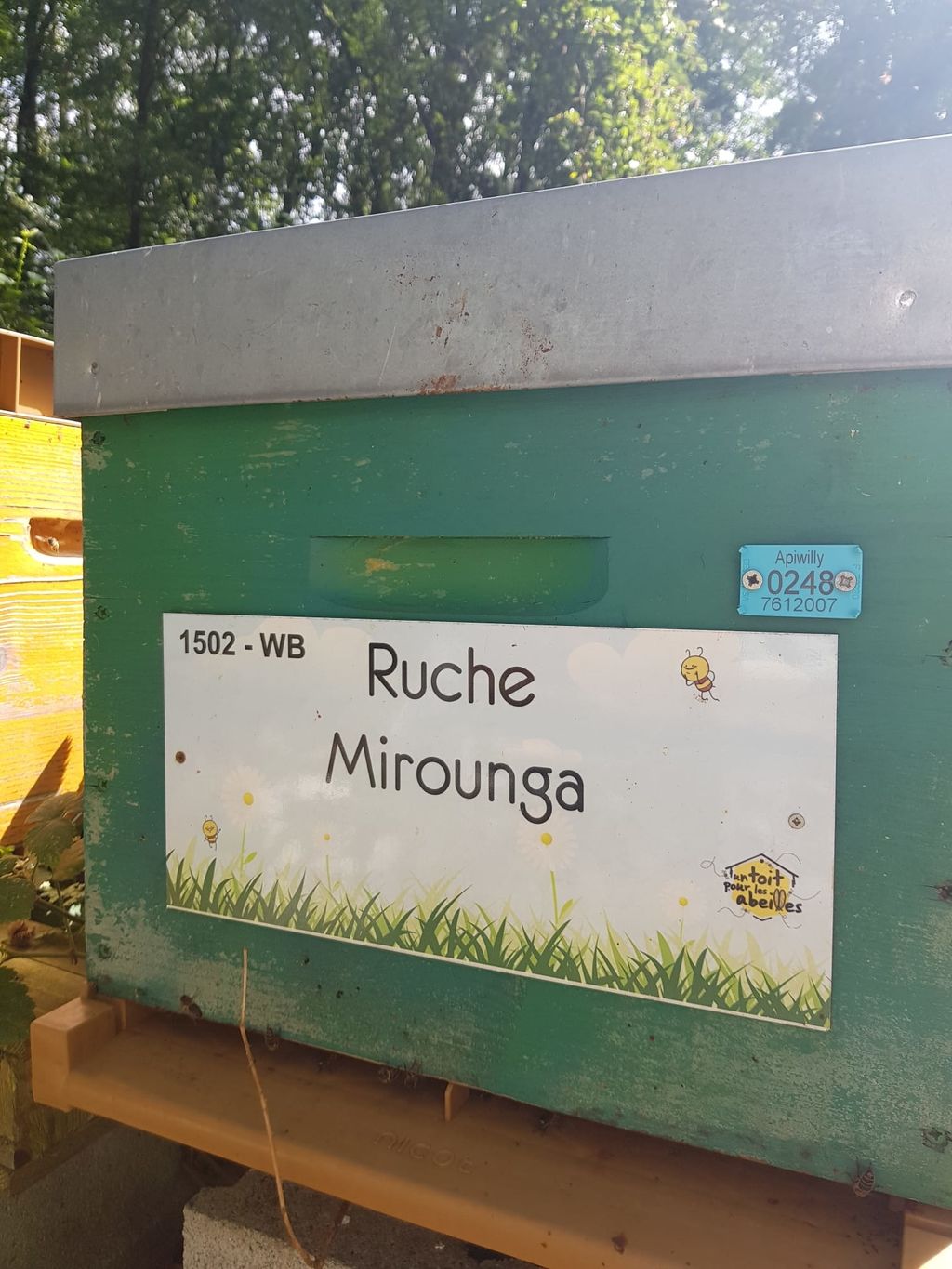 La ruche Mirounga