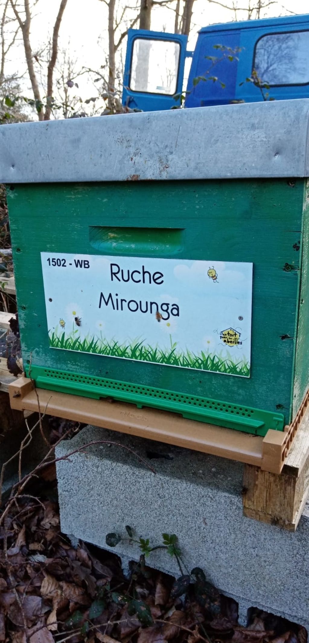 La ruche Mirounga