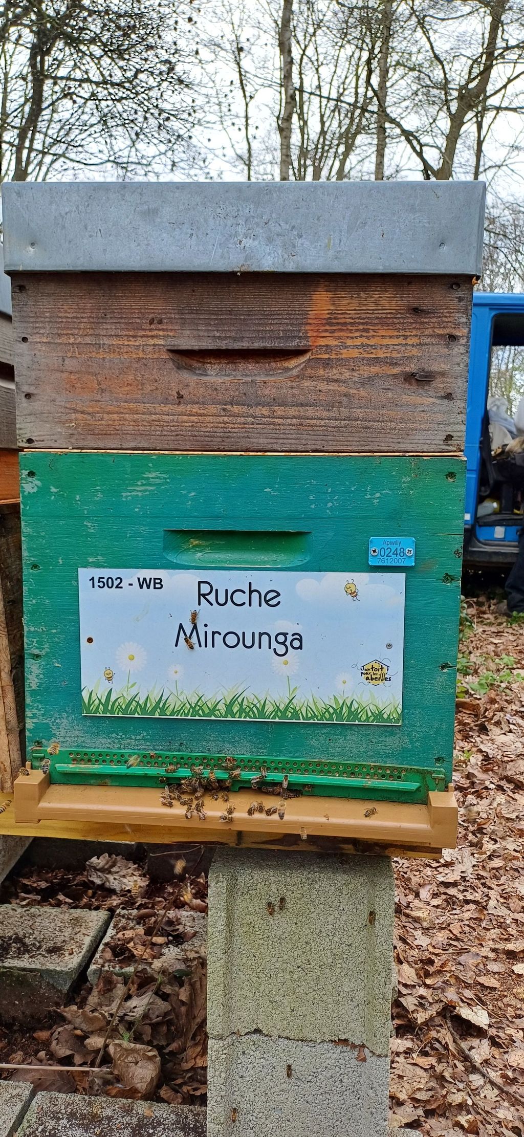 La ruche Mirounga