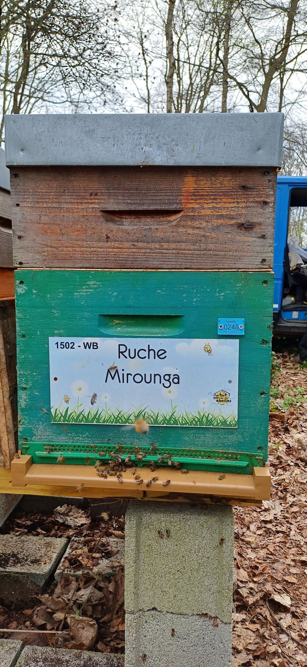 La ruche Mirounga