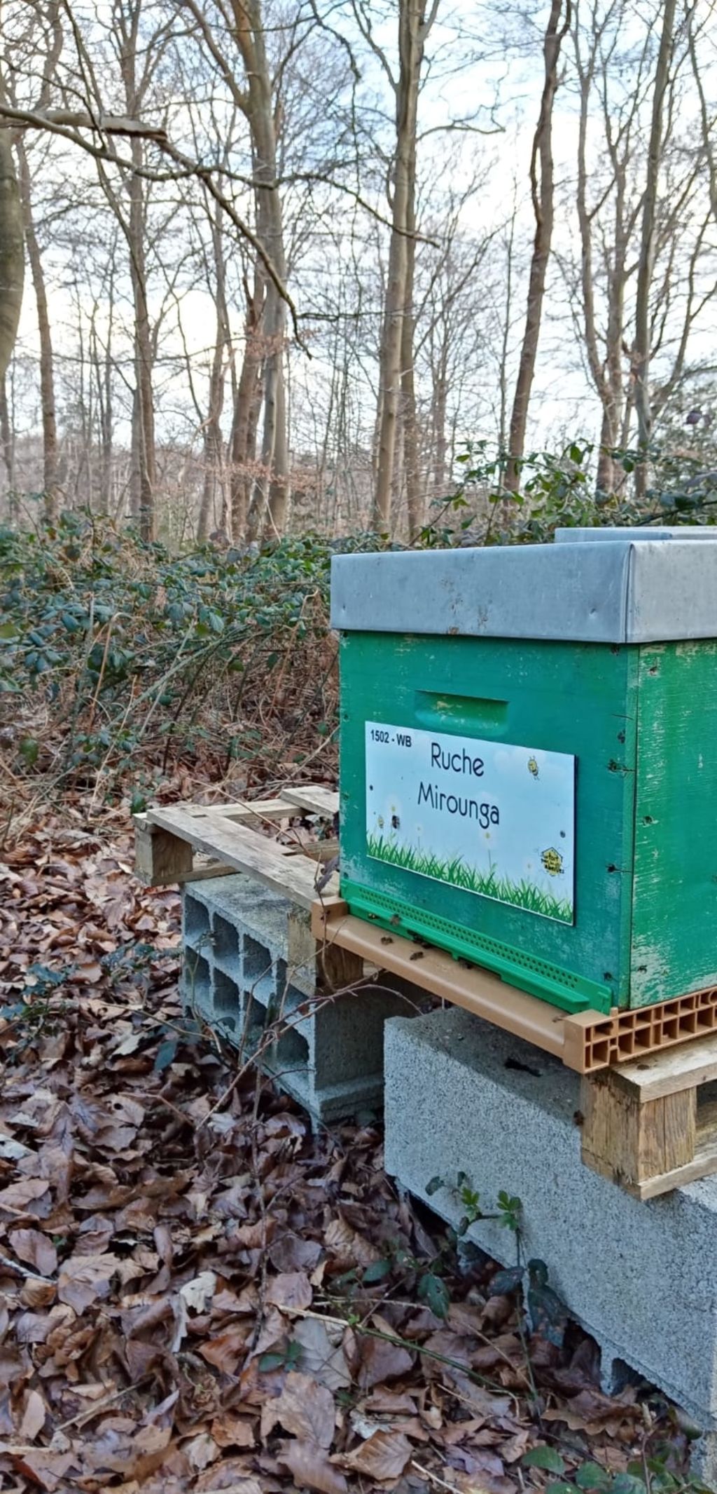 La ruche Mirounga