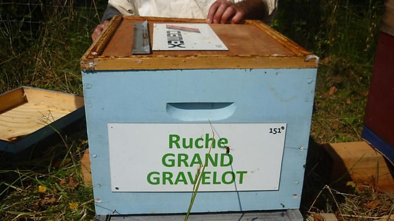 La ruche Grand gravelot