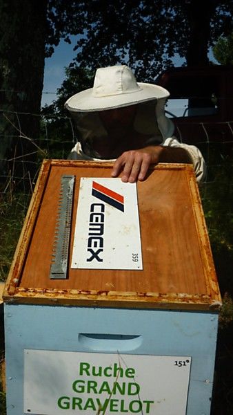 La ruche Grand gravelot