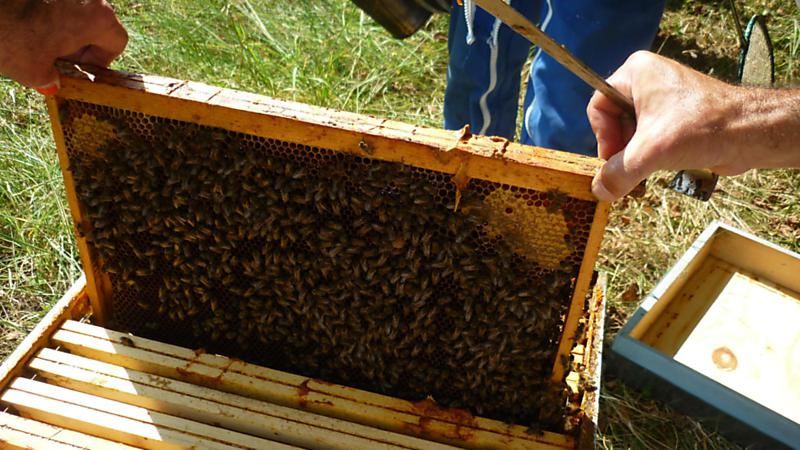 La ruche Grand gravelot