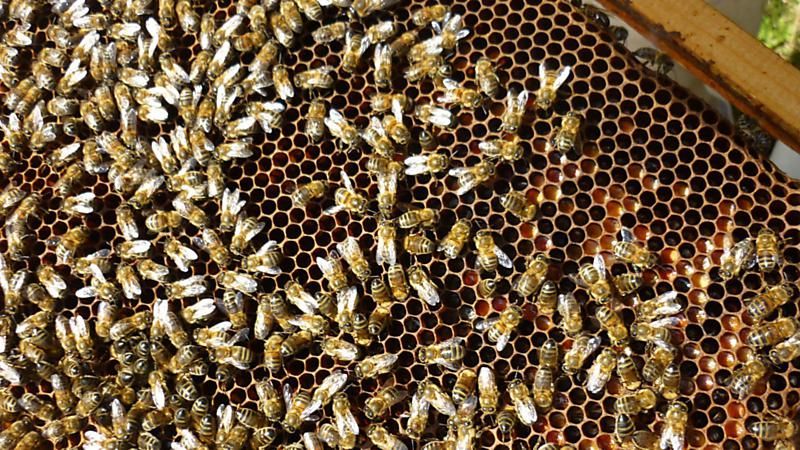 La ruche Grand gravelot