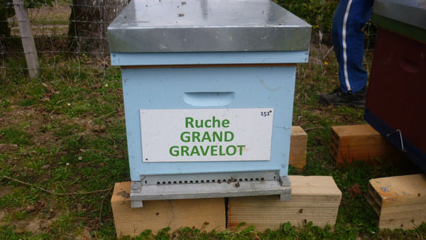 La ruche Grand gravelot