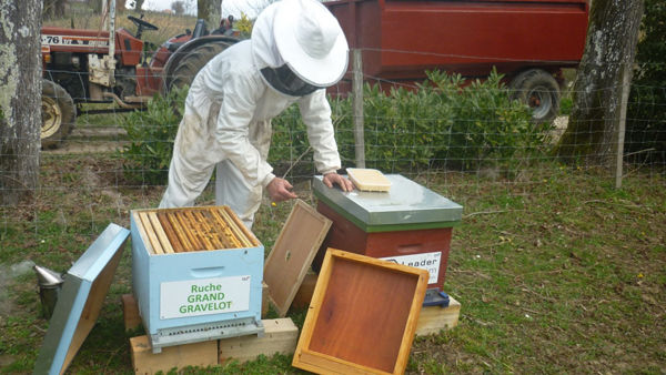 La ruche Grand gravelot