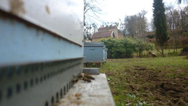 La ruche Grand gravelot