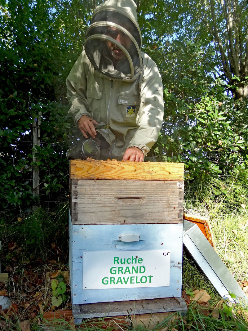 La ruche Grand gravelot