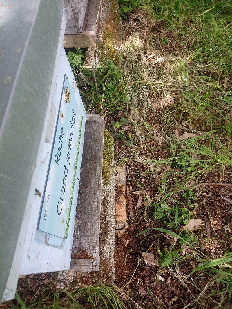 La ruche Grand gravelot