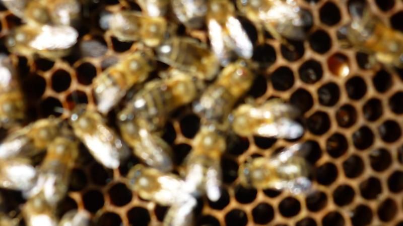 La ruche Grand gravelot