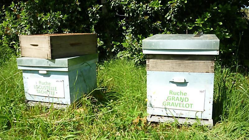La ruche Grand gravelot