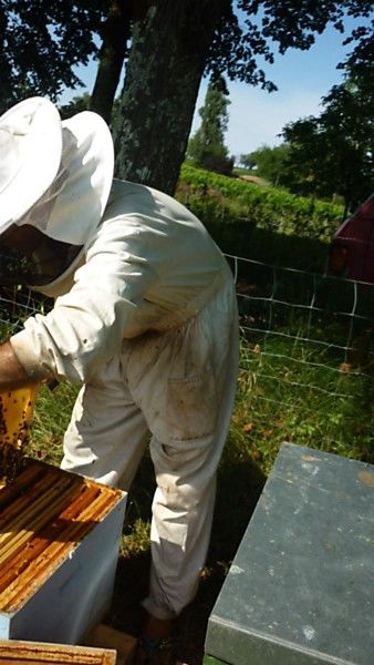 La ruche Grand gravelot