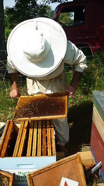 La ruche Grand gravelot