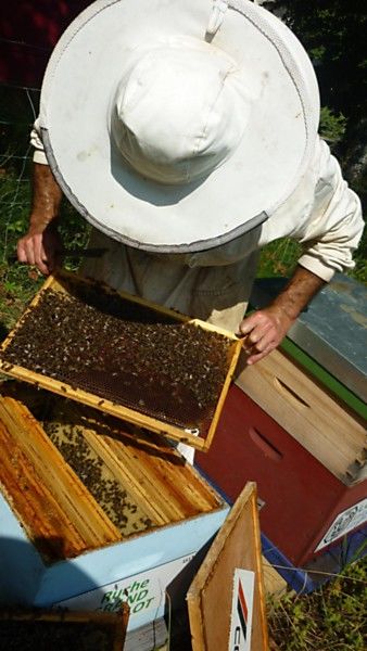 La ruche Grand gravelot