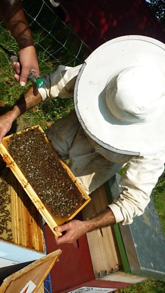 La ruche Grand gravelot