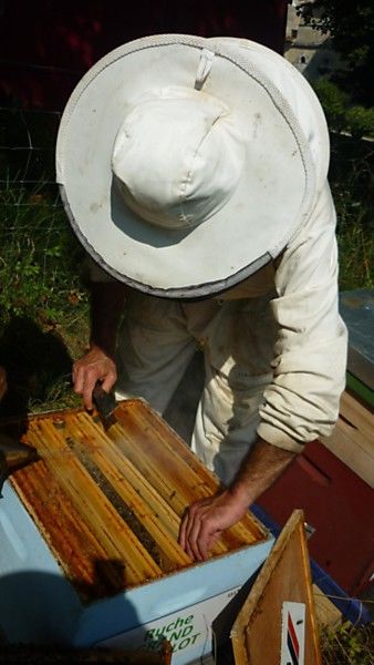 La ruche Grand gravelot