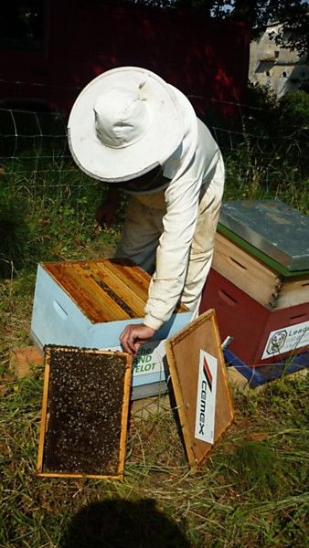 La ruche Grand gravelot