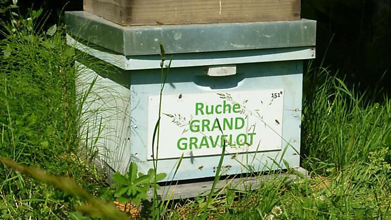 La ruche Grand gravelot