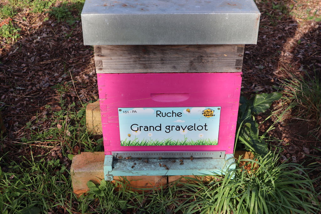 La ruche Grand gravelot