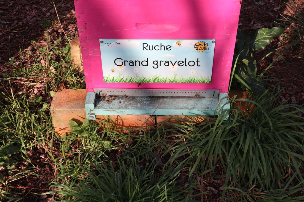 La ruche Grand gravelot