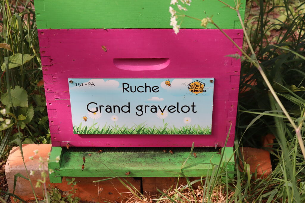 La ruche Grand gravelot