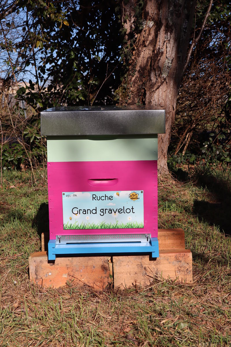 La ruche Grand gravelot
