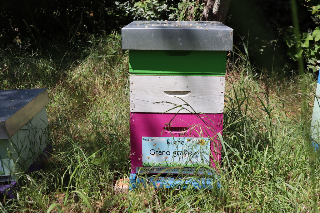 La ruche Grand gravelot