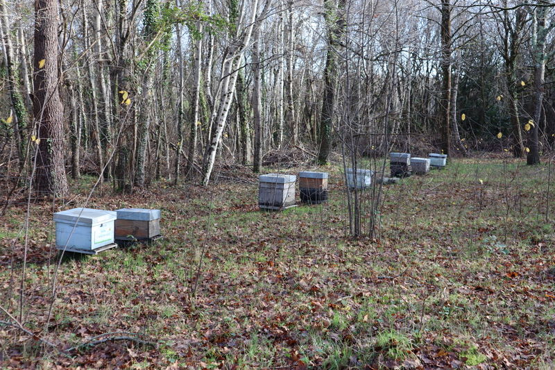 La ruche Grand gravelot