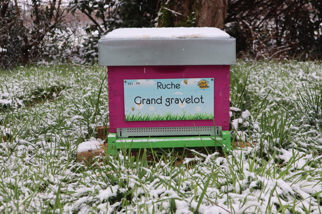 La ruche Grand gravelot