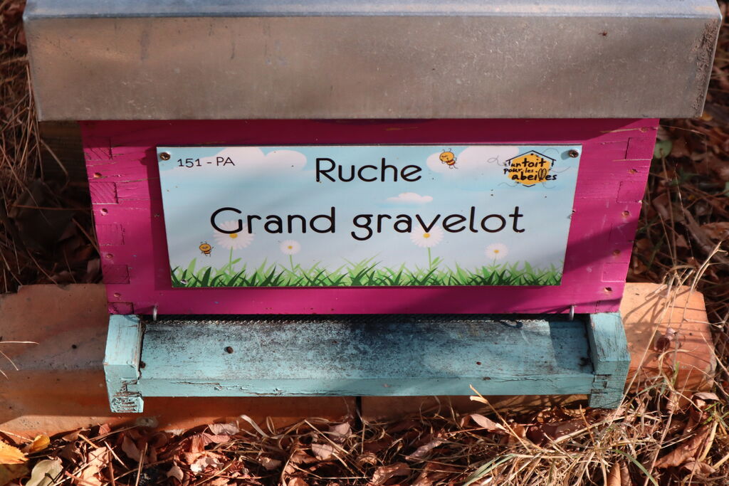 La ruche Grand gravelot