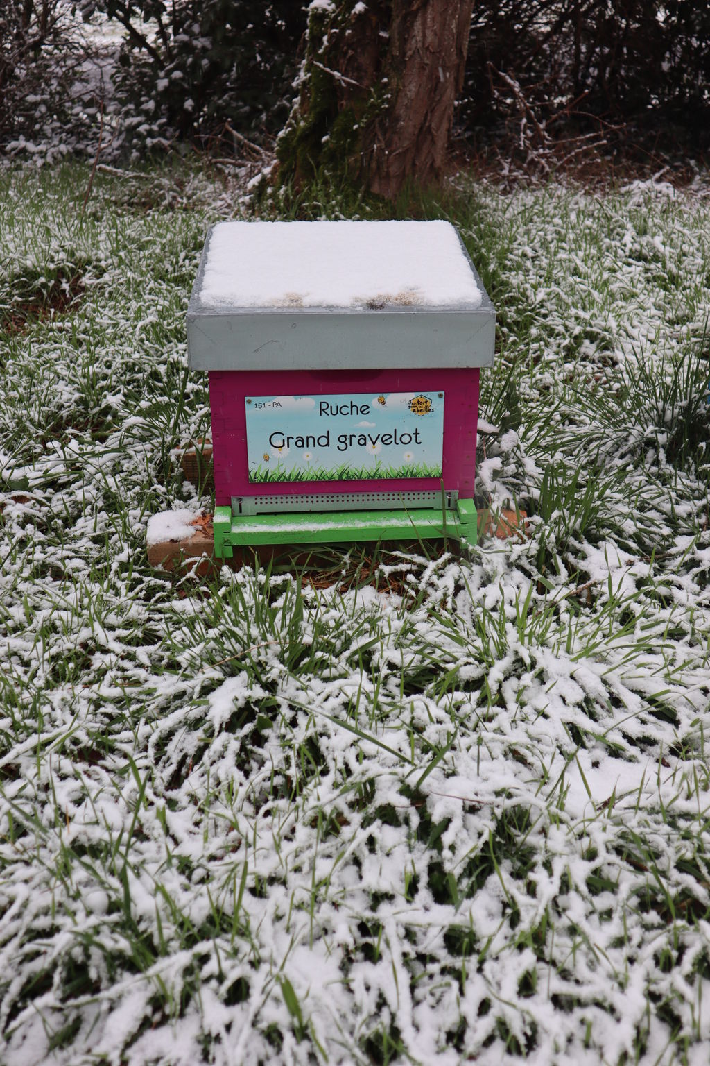 La ruche Grand gravelot