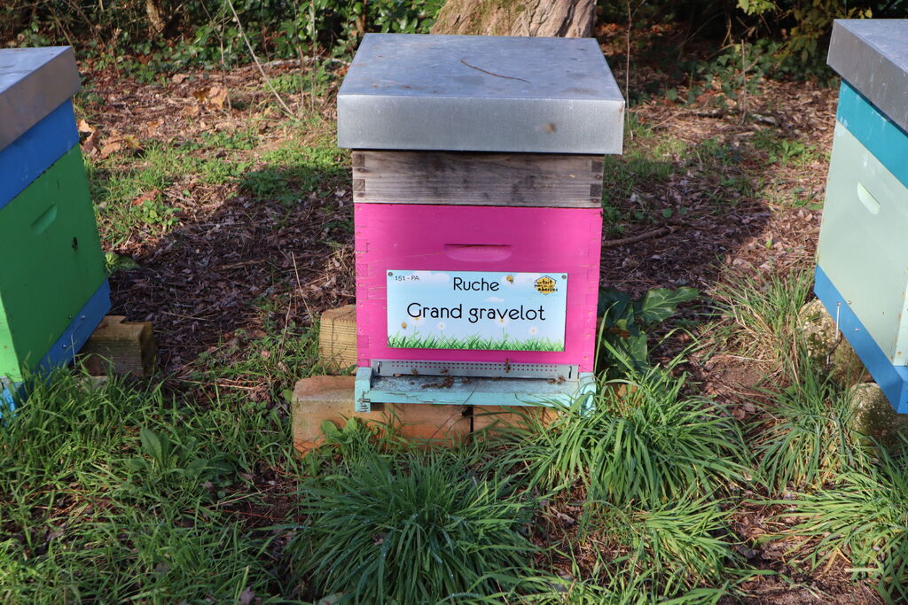 La ruche Grand gravelot