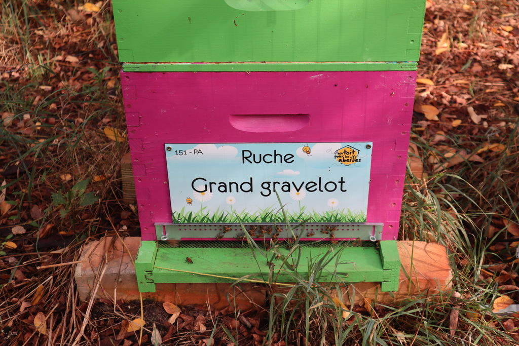 La ruche Grand gravelot
