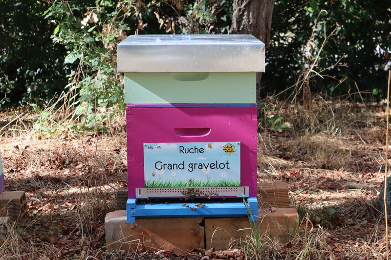 La ruche Grand gravelot