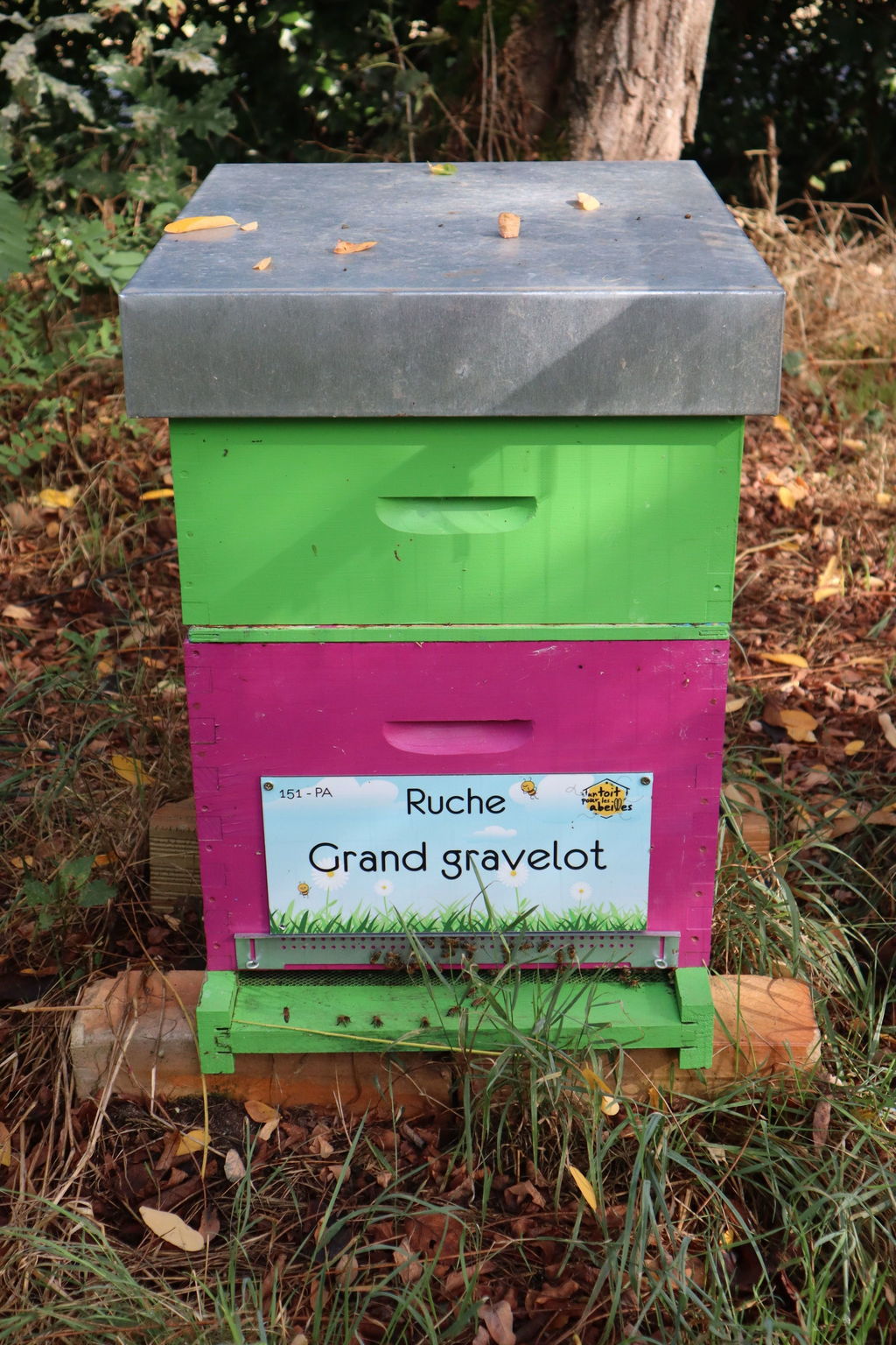 La ruche Grand gravelot
