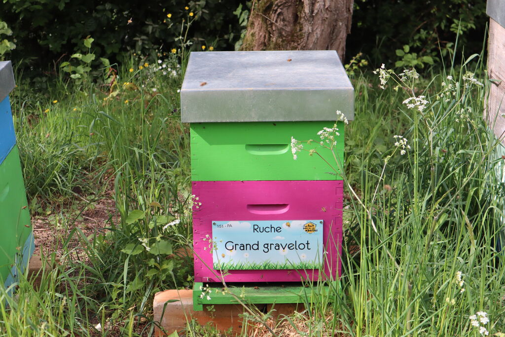 La ruche Grand gravelot