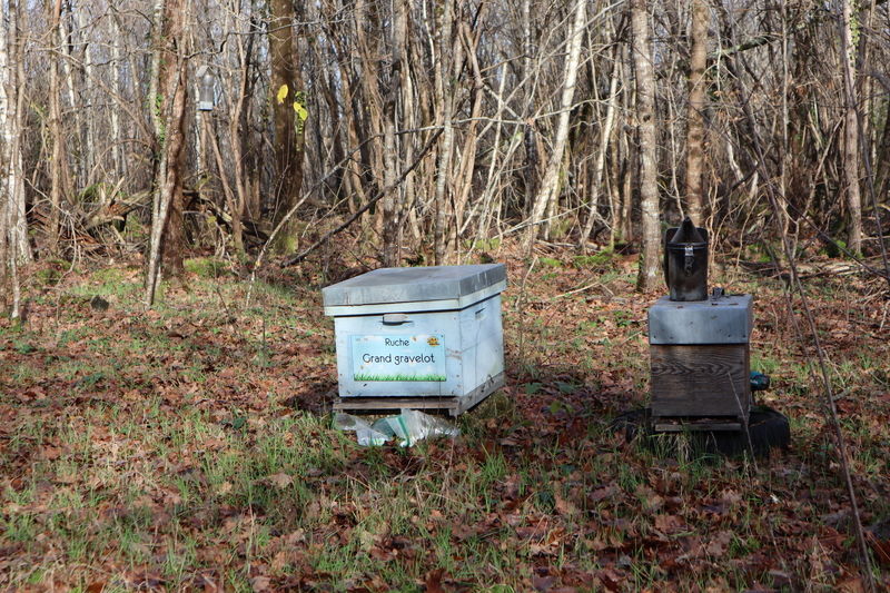 La ruche Grand gravelot