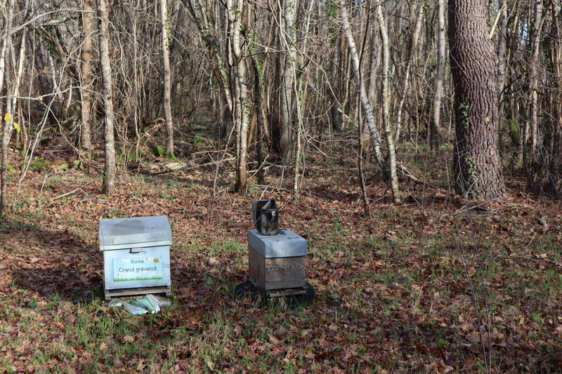 La ruche Grand gravelot