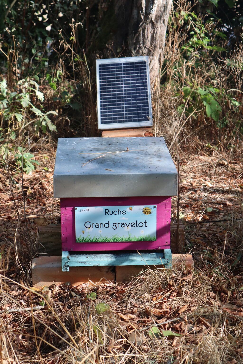 La ruche Grand gravelot