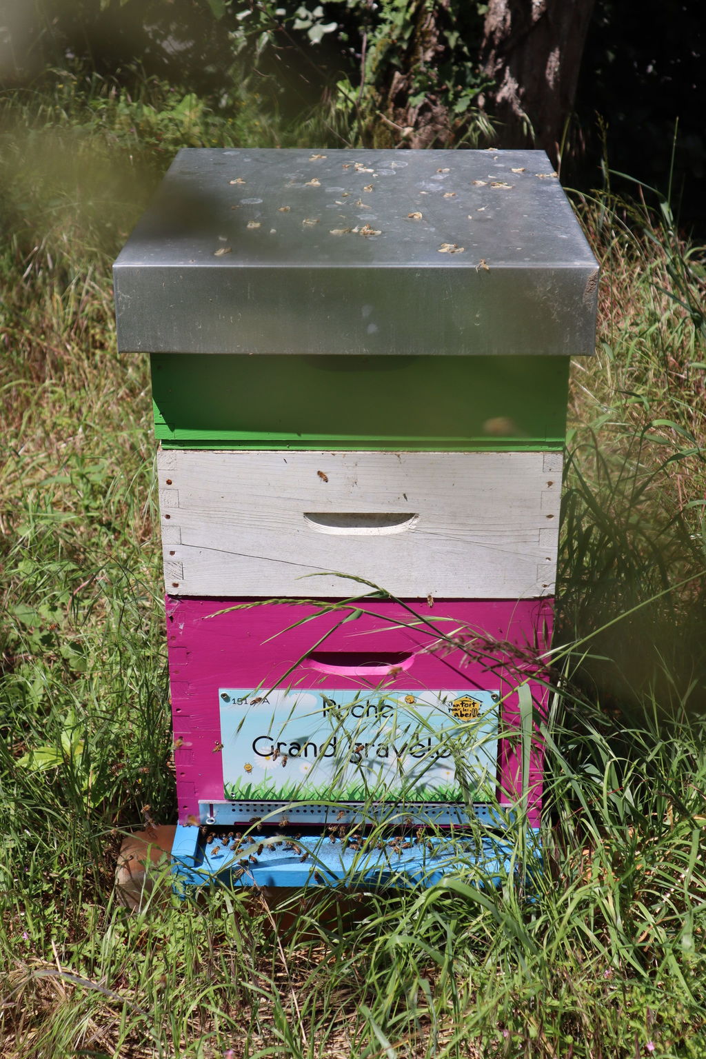 La ruche Grand gravelot